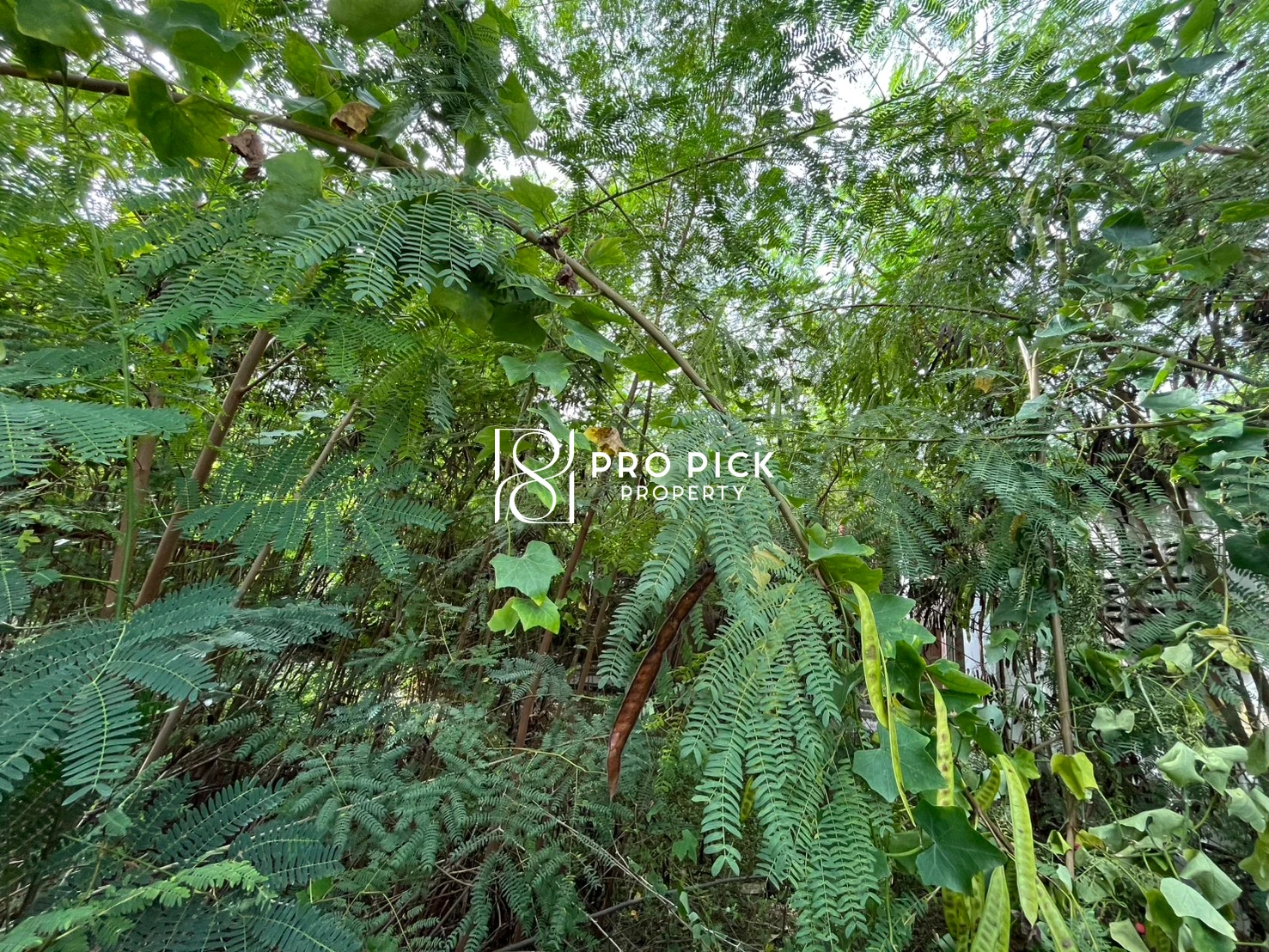 For Sale Land 109 Sqw Sukhumvit 101/1 BTS Punnawithi Sukhumvit Phra Kanong Bangkok PP-00543 photo 2